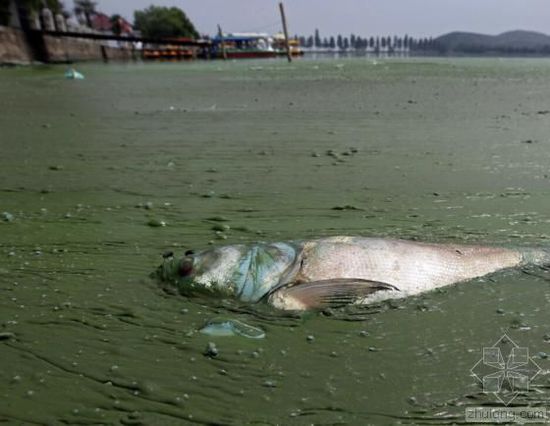 中國水污染問題很嚴重 帶您簡單看幾個案例 中國水污染問題很嚴重 帶您簡單看幾個案例